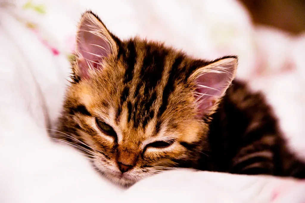 American Shorthair: The Easygoing All-Rounder (Image Credits: Flickr)