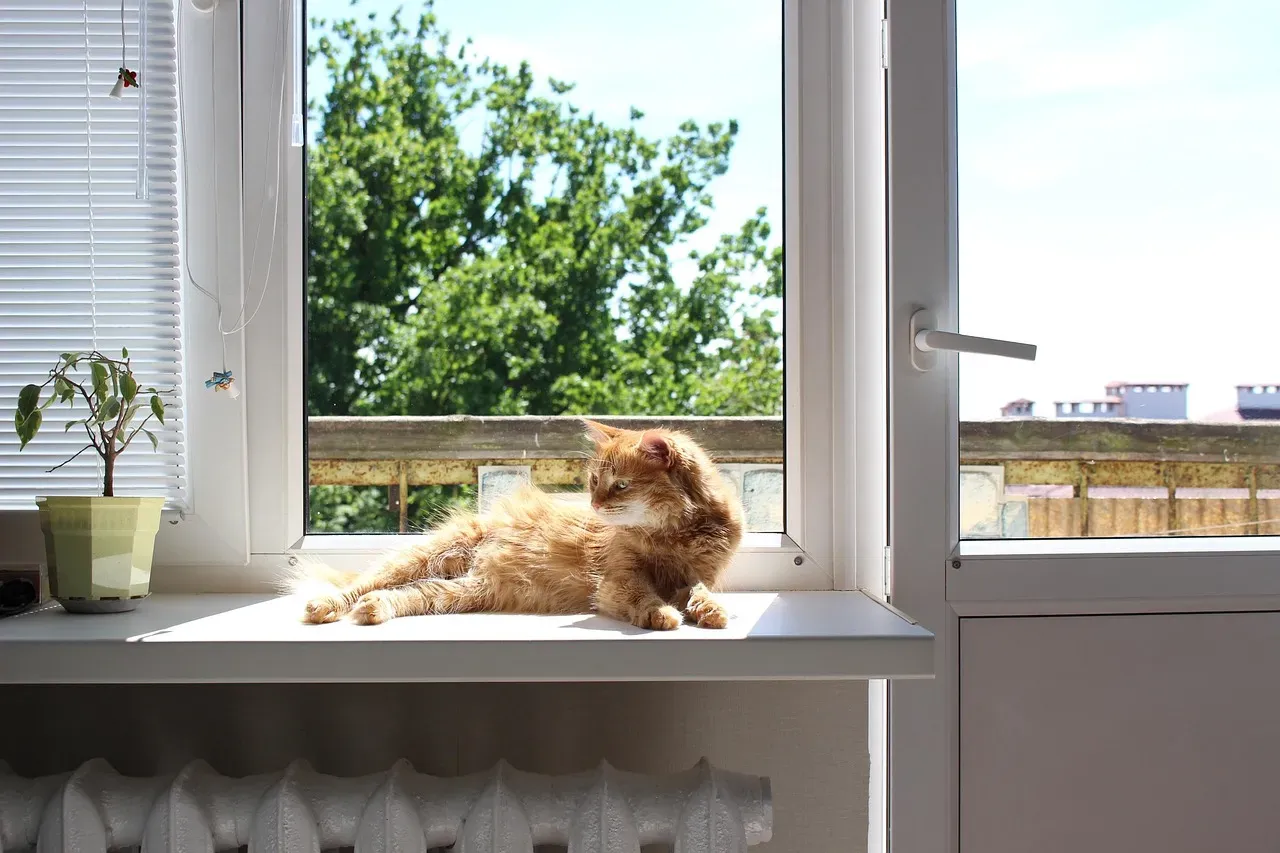 2. A Sunny Windowsill: The Cat's Solar Recharge Station (Image Credits: Pixabay)