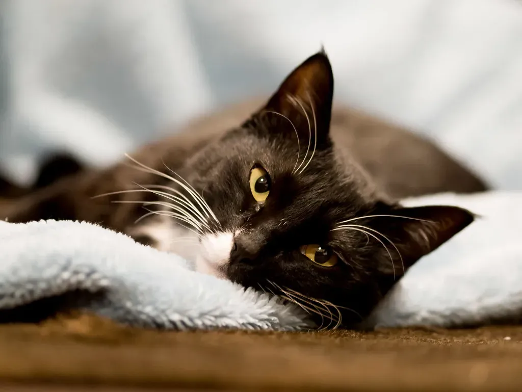 The Laid-Back Observer: Minimal Play Signals a Calm Temperament (Image Credits: Flickr)