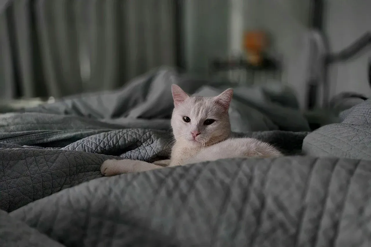 Your Home, Their Kingdom (Image Credits: Pixabay)