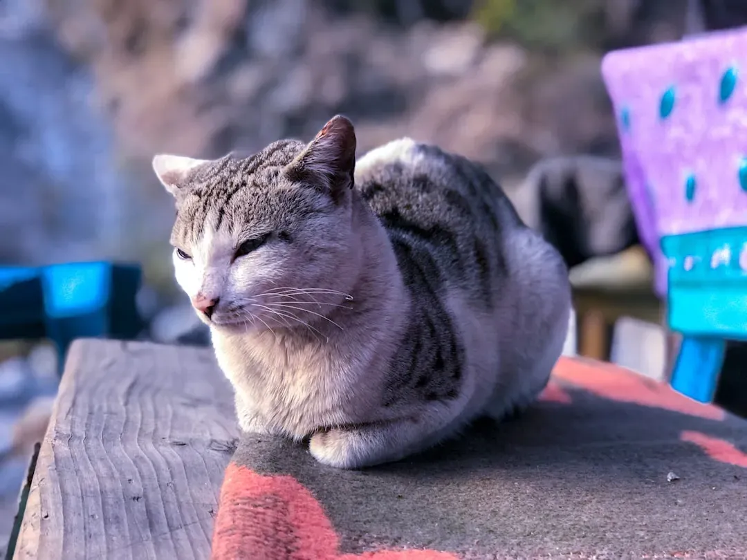 9. The "Cat Loaf" Position Might Be a Cold Front Warning (Image Credits: Unsplash)