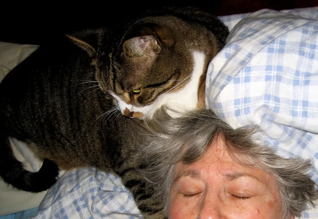 Your Head Smells Like Home to Your Cat (Muffet, Flickr, CC BY 2.0)