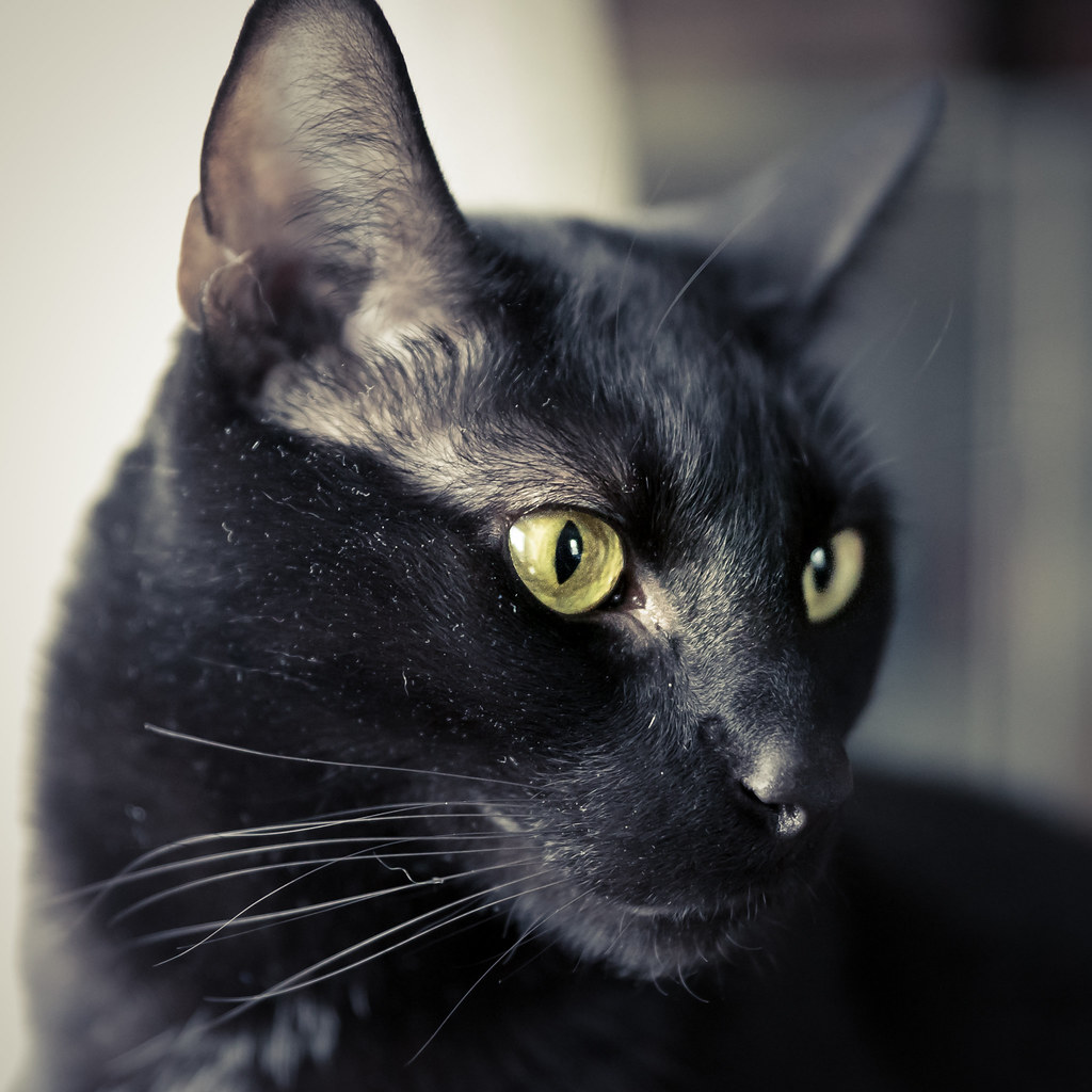 They Show Distinctive Reactions Based on Their Coat Color (Image Credits: Flickr)