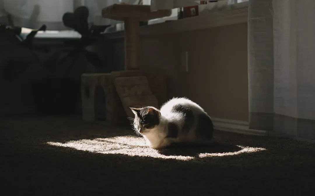 #1 - The Shadow Habit: Following You From Room to Room (Image Credits: Unsplash)