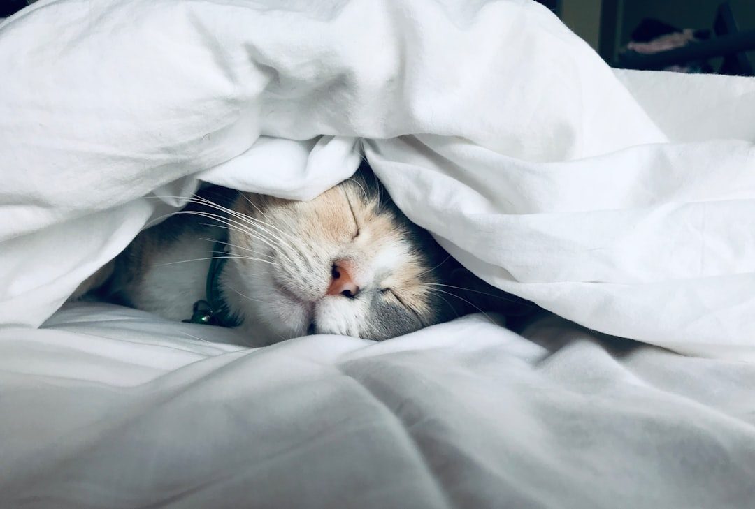 Brain Activity During Cat Sleep (Image Credits: Unsplash)