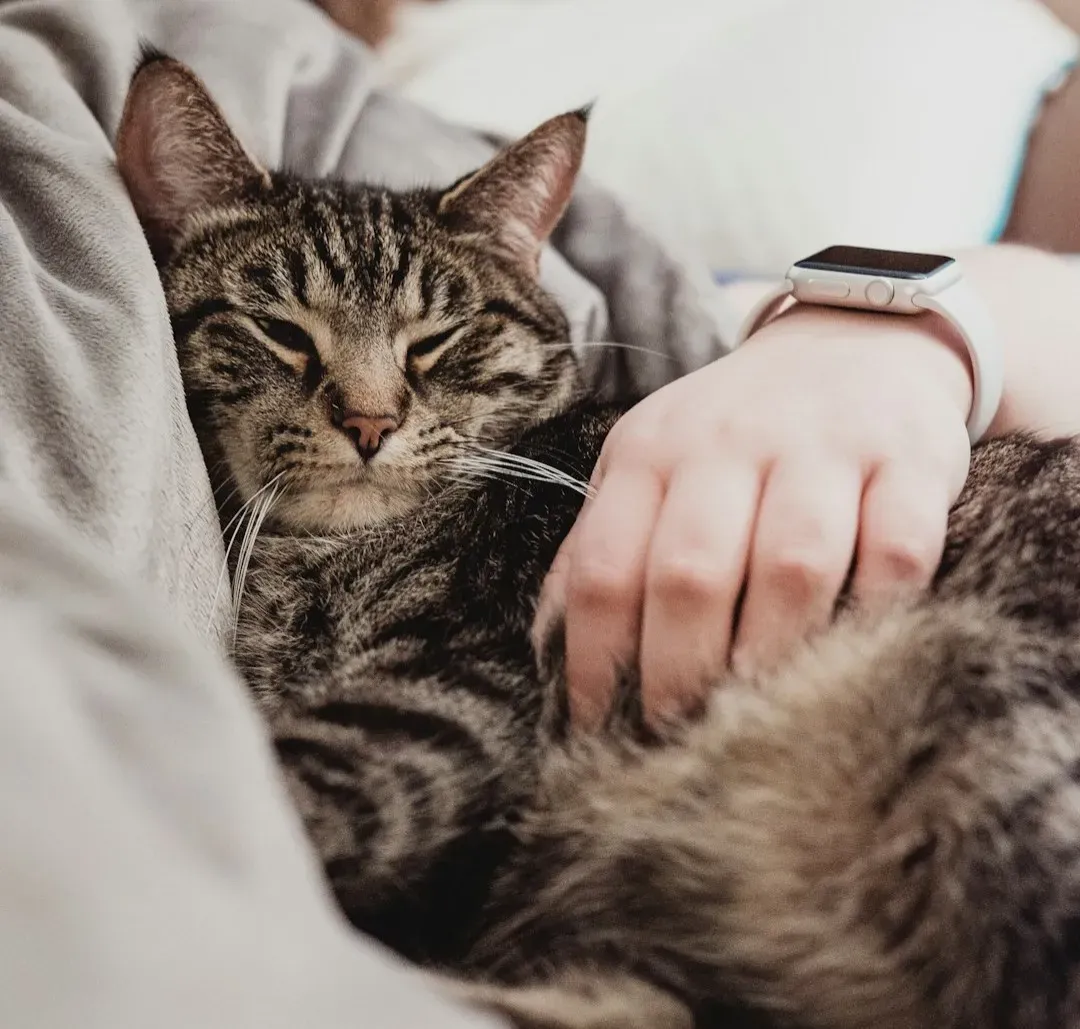 Territory and Ownership: Your Cat Is Quietly Claiming You (Image Credits: Unsplash)