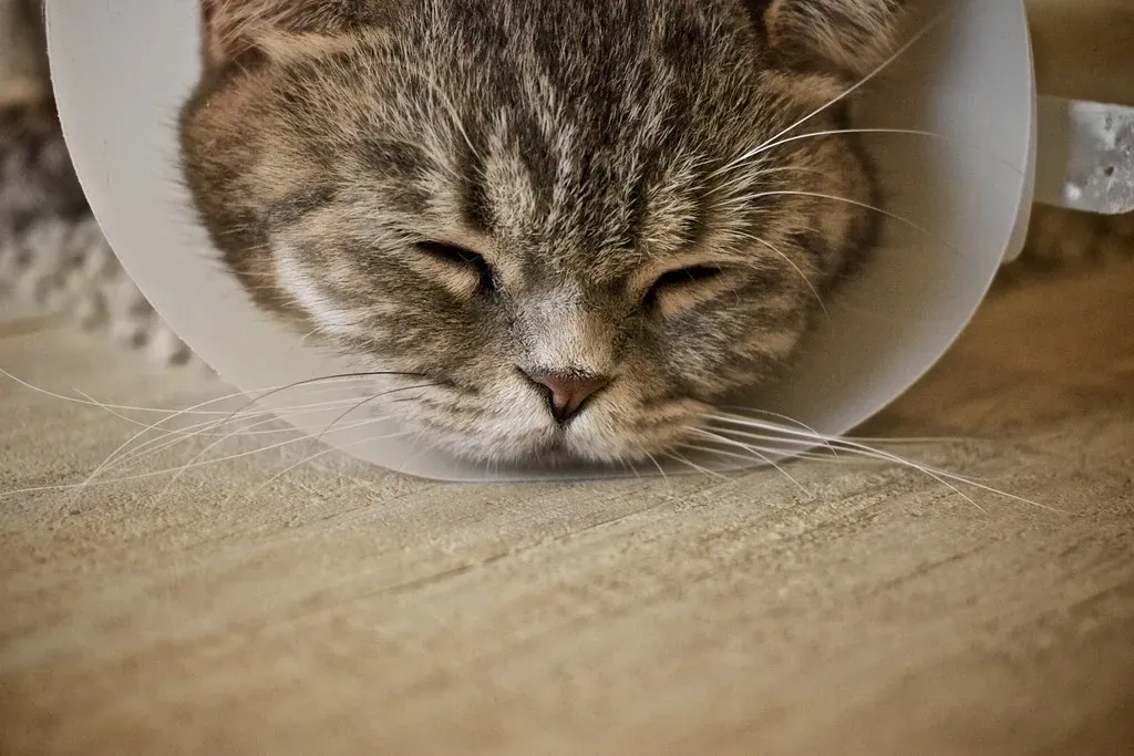 Understanding Your Cat's Language: The Complexity Behind the Purr (Image Credits: Flickr)