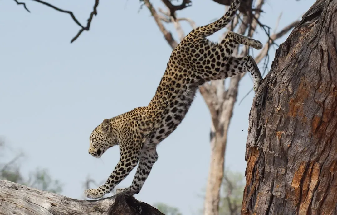 7. Speed, Leaping Power, and Athletic Build (Image Credits: Unsplash)