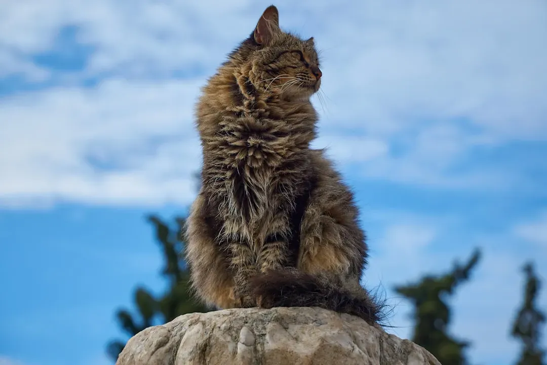 Surveillance as a Form of Mental Stimulation (Image Credits: Unsplash)