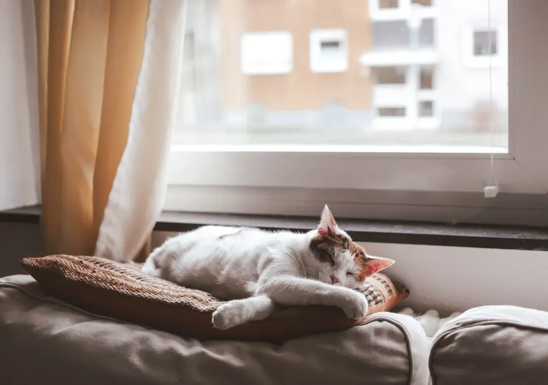 #18 - Indoor Cats Live Dramatically Longer (Image Credits: Unsplash)