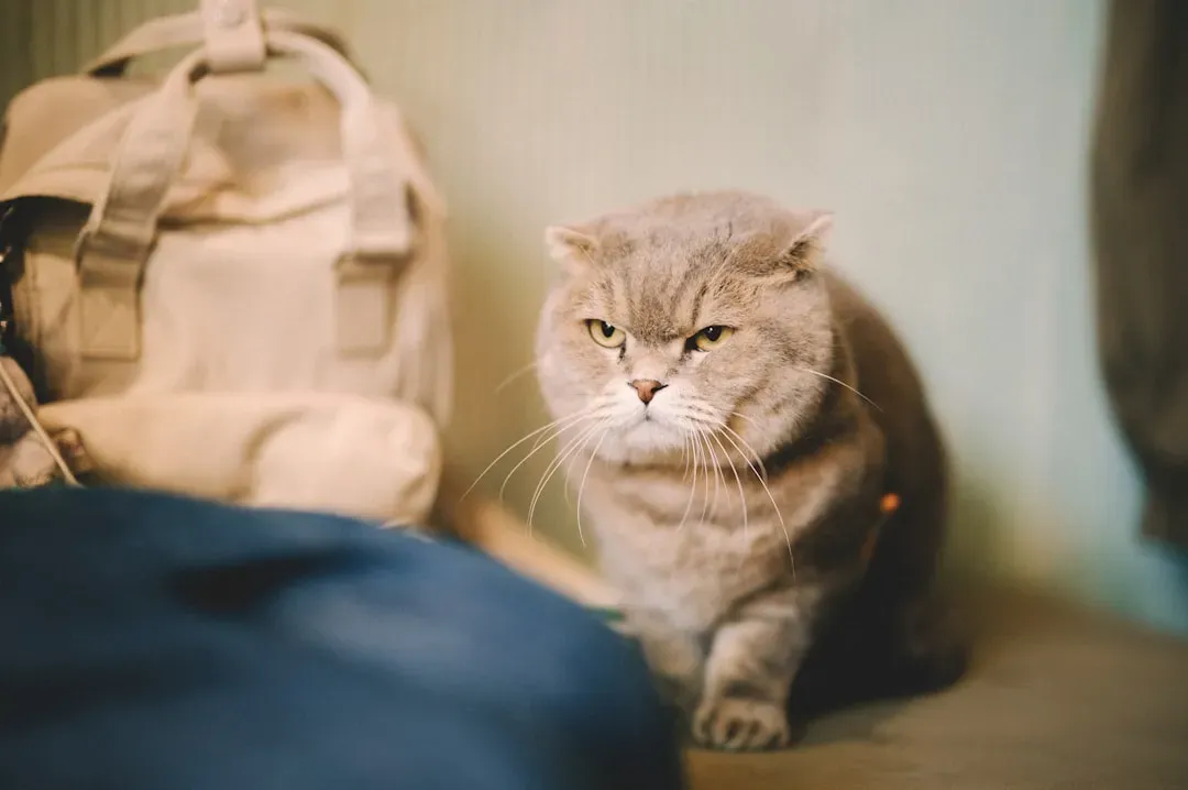 You Can't Teach an Old Cat New Tricks (Image Credits: Unsplash)