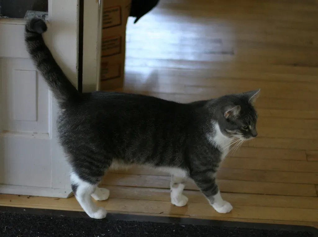 Practical Ways to Respond When Your Cat Walks Away (recubejim, Flickr, CC BY-SA 2.0)