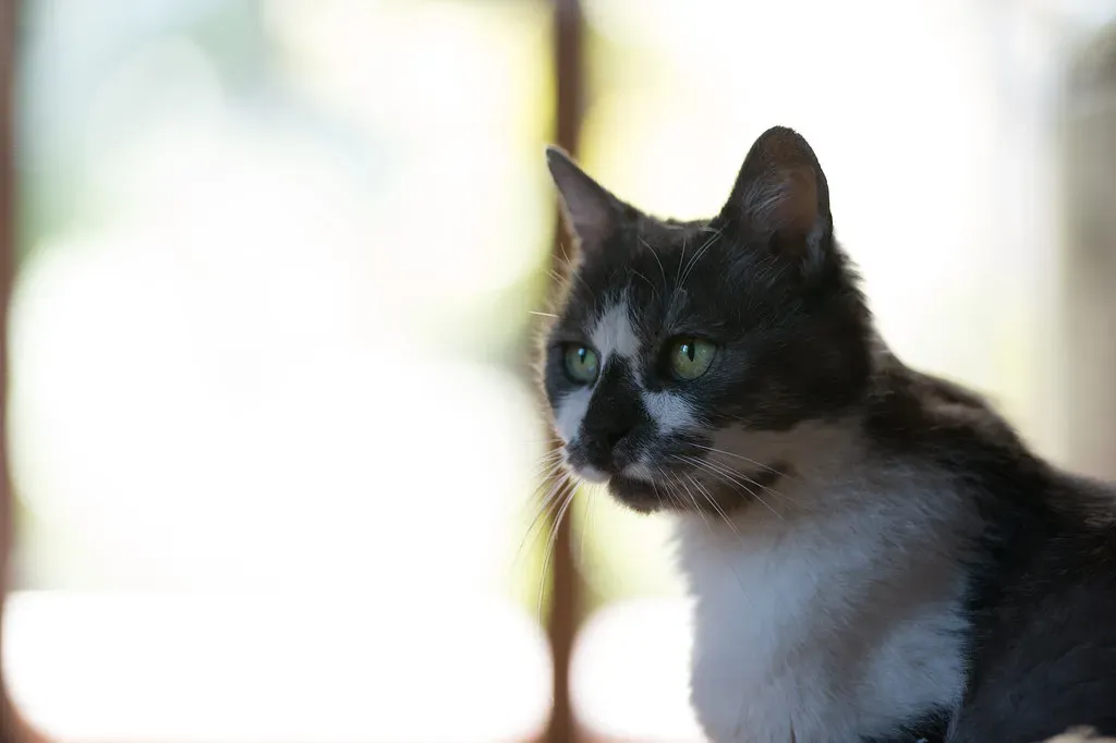 Why Your Cat Suddenly Rejects Their Favorite Food (Image Credits: Flickr)