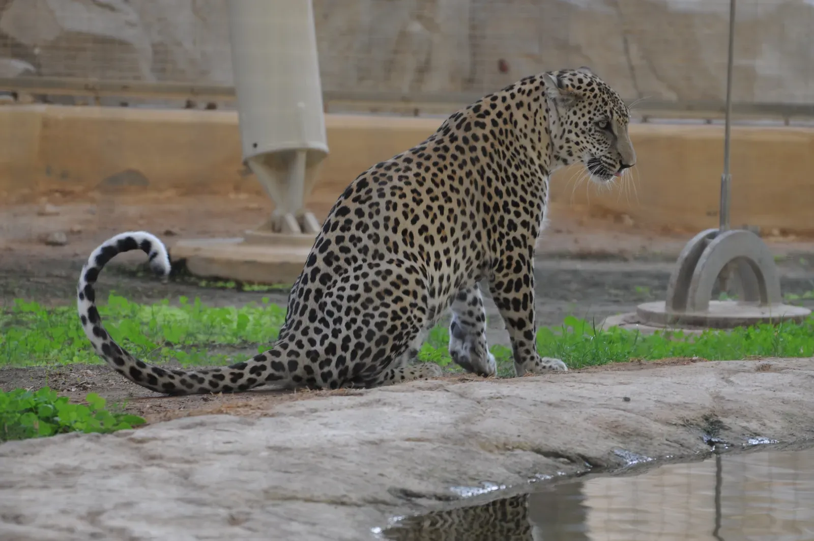 9. The Arabian Leopard Is the Smallest Leopard Subspecies and One of the Rarest (Arabian Leopard/ Nimr, CC BY 2.0)