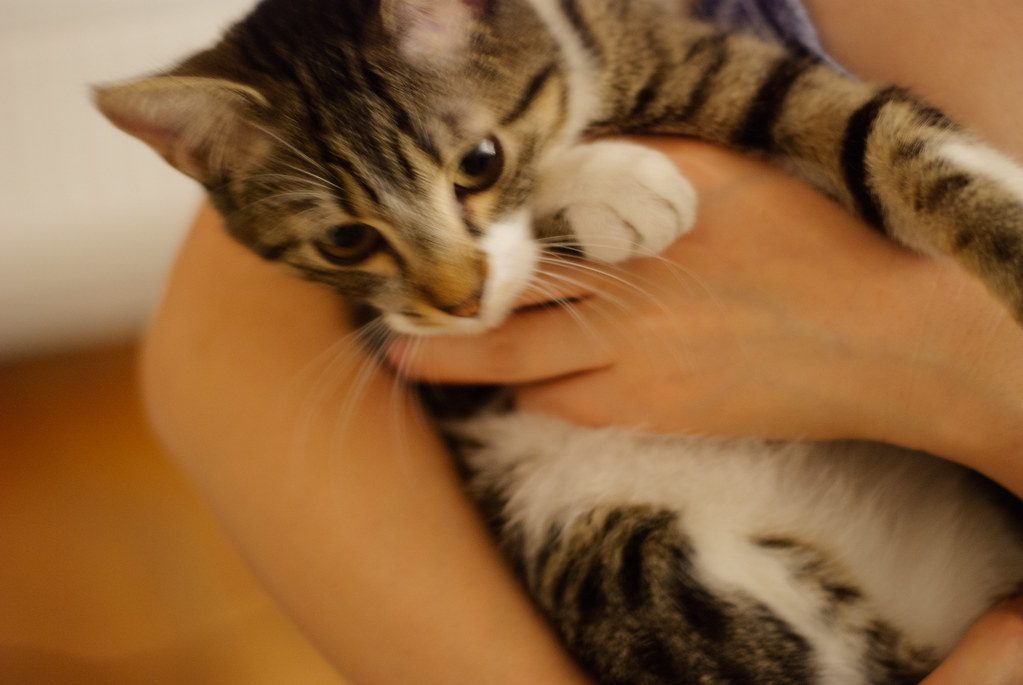 Believing Cats Don't Need Playtime or Mental Stimulation (Image Credits: Flickr)