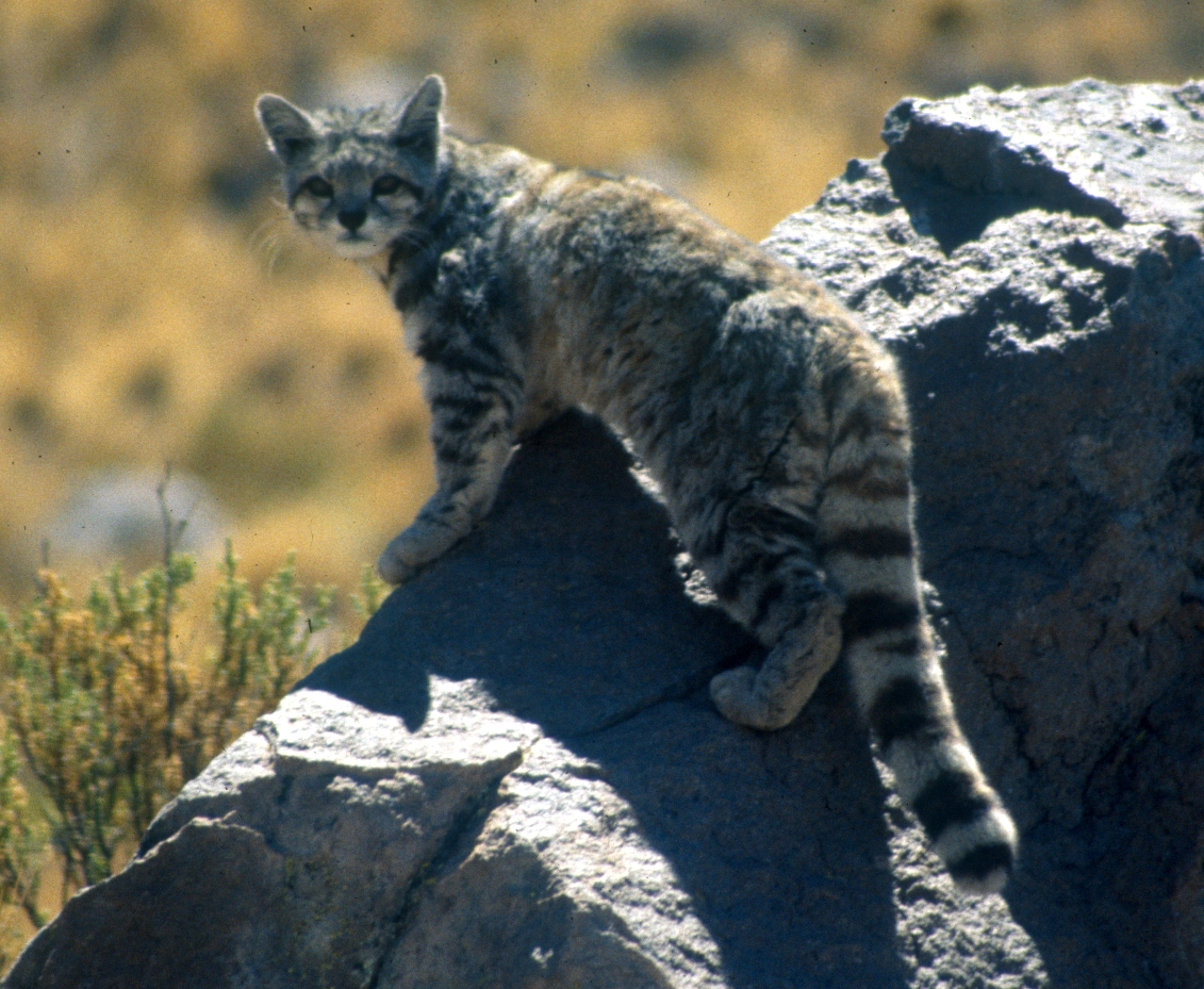 The Andean Cat: High Altitude Phantom (Image Credits: Wikimedia)