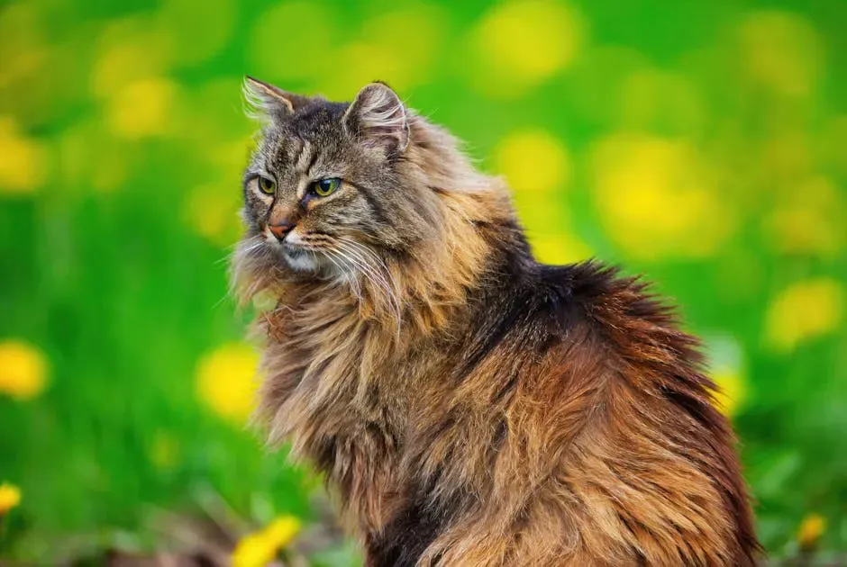 2. The Norwegian Forest Cat: Built for the Long Climb (Image Credits: Pexels)