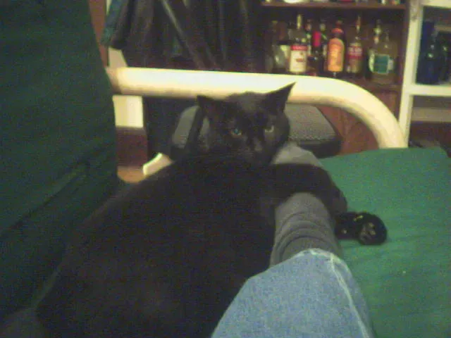 Conclusion: Understanding Your Cat's Sleeping Choice (Image Credits: Flickr)