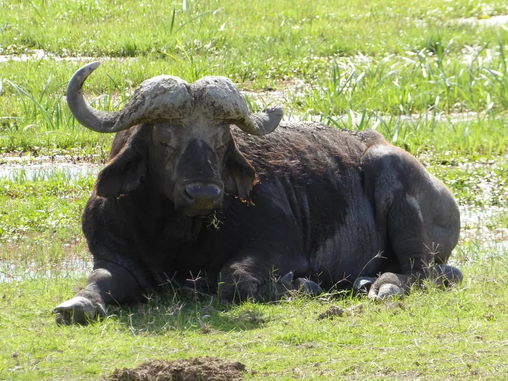 #3 Cape buffalo (Regina Hart, Flickr, CC BY 2.0)