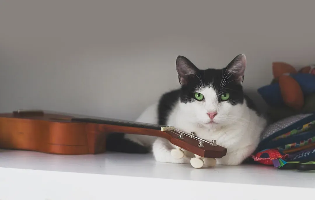 Conclusion: Your Cat Has Standards, and They're Higher Than Yours (Image Credits: Unsplash)