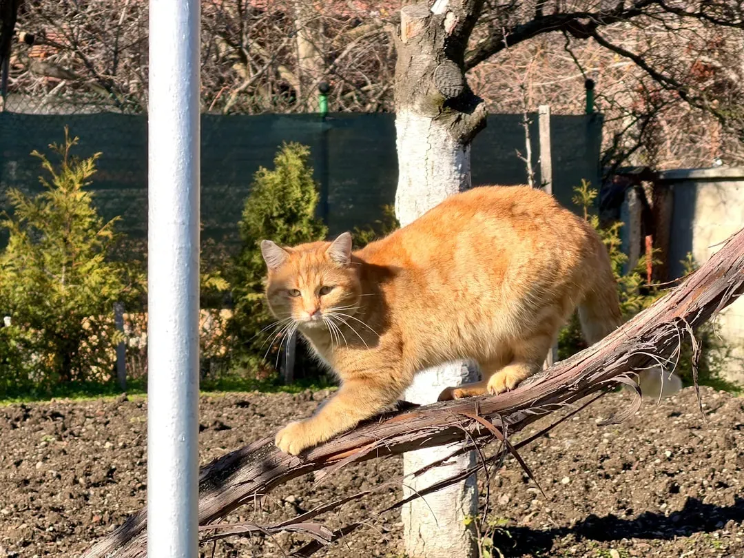 Climbing as Physical Exercise and Body Conditioning (Image Credits: Unsplash)