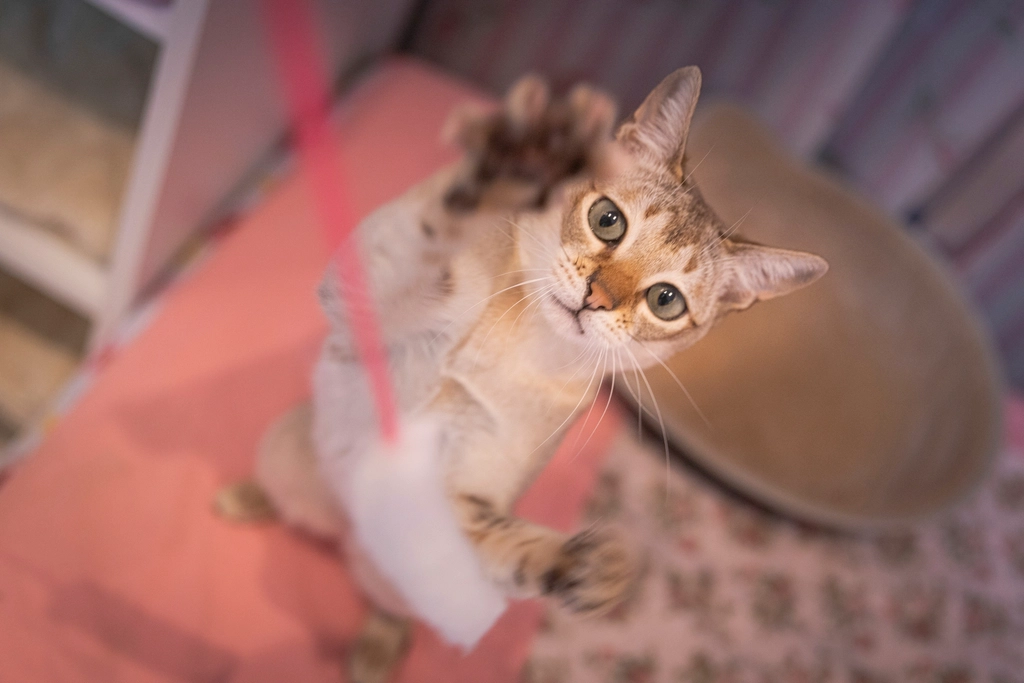 The Jumping Kitten's Grand Performance (Image Credits: Rawpixel)