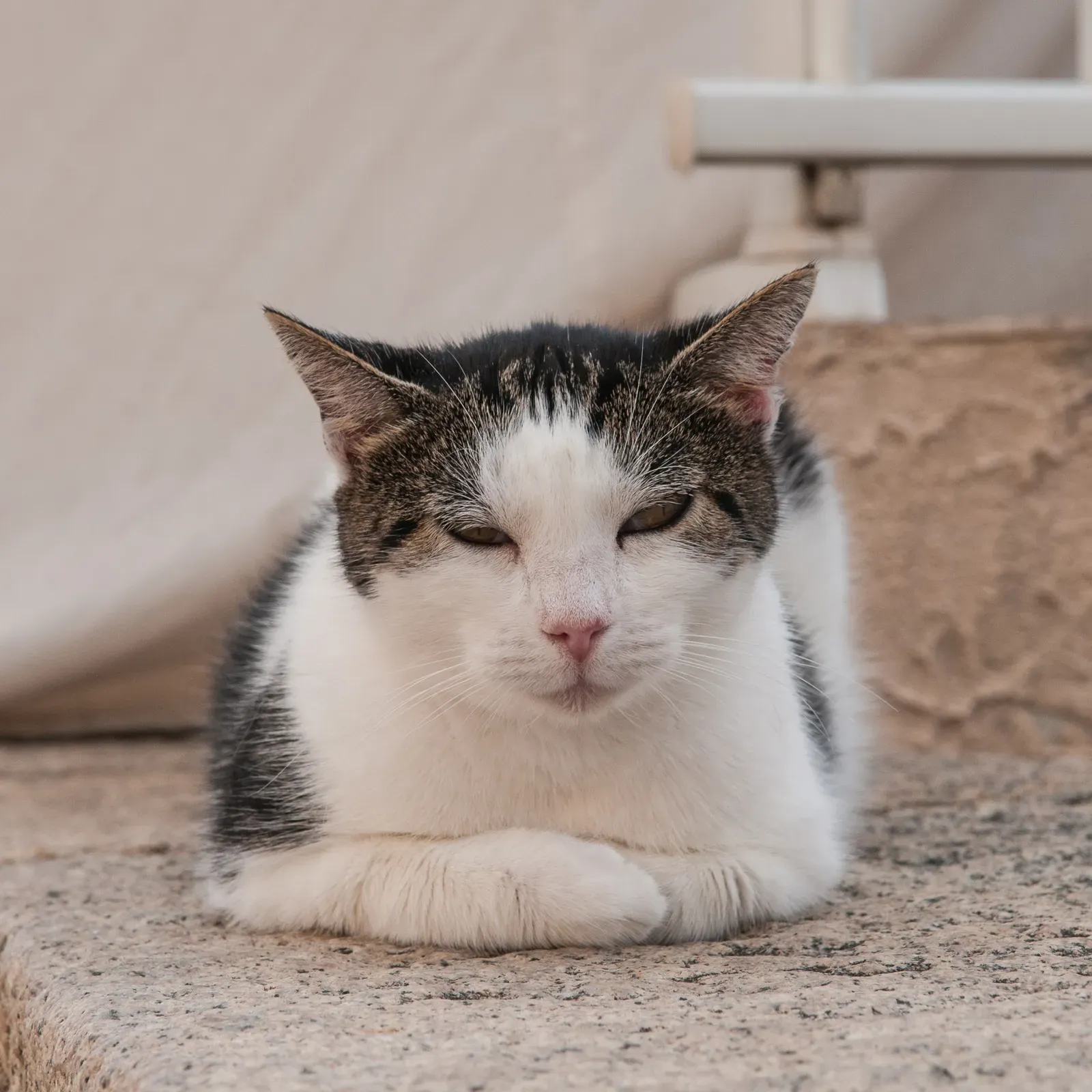 Half-Closed Eyes: The Sign of a Truly Content Cat (Image Credits: Wikimedia)