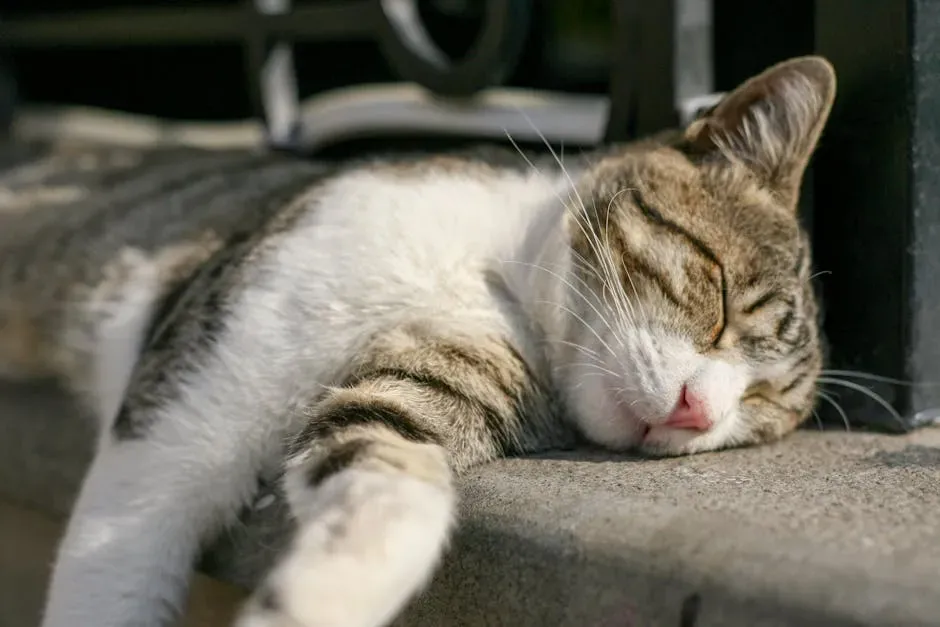 Mood, Emotional Regulation, and Stress Recovery (Image Credits: Pexels)