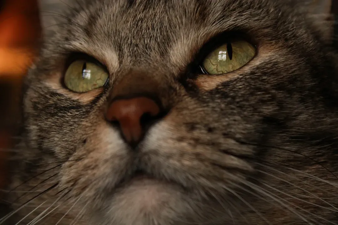 Your Cat's Nose Knows More Than You Think (Image Credits: Unsplash)