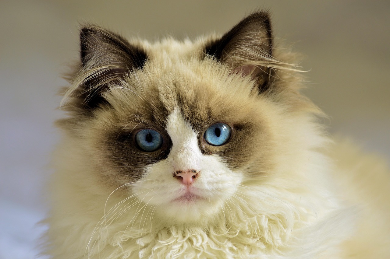 Ragdoll Cat (Image Credits: Pixabay)