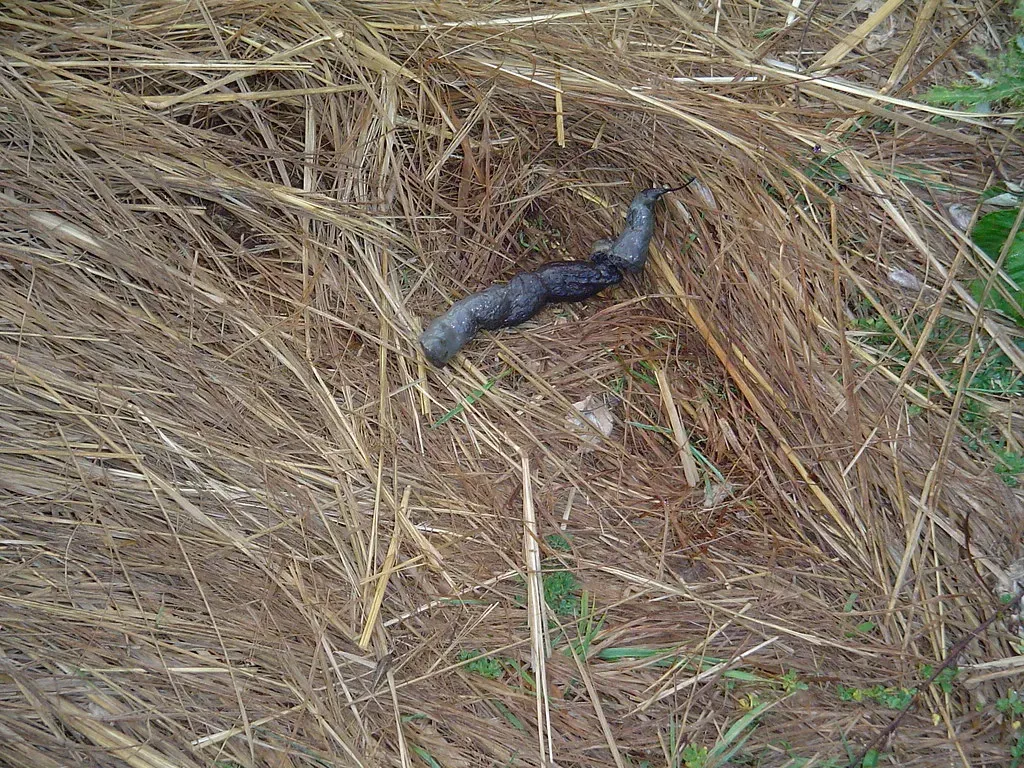2. Strange “Cat-Like” Scat with Fur and Bones (born1945, Flickr, CC BY 2.0)