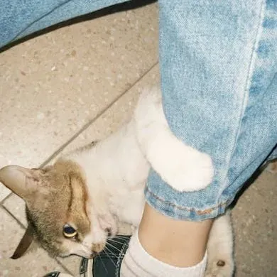 Boredom and the Attention-Seeking Ankle Ambush (Image Credits: Pexels)