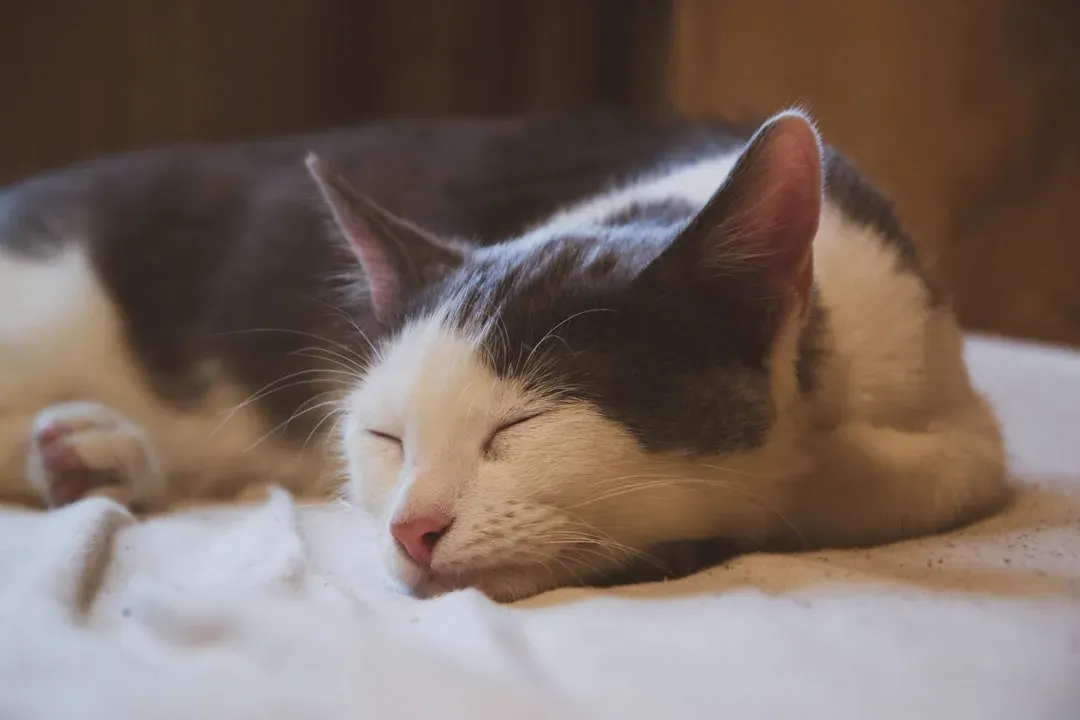 Do Cats Dream About Their Humans? (Image Credits: Unsplash)