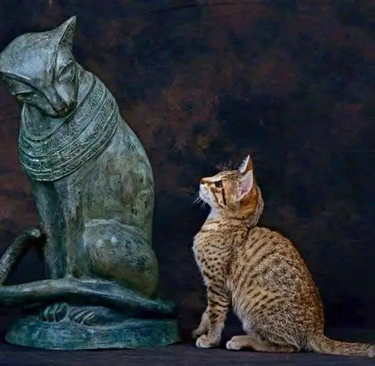 Bastet: The Egyptian Feline Goddess (Image Credits: Wikimedia)