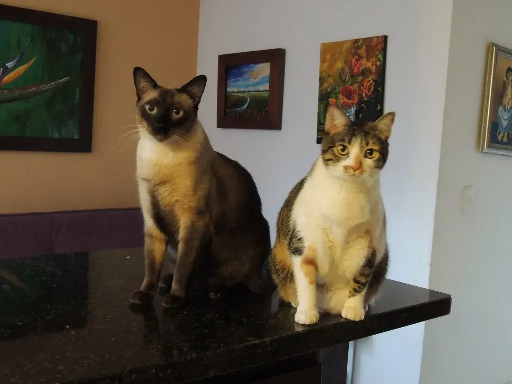 #2 Meows Aimed at Humans Are Like a Custom-Built Social Tool (*Iván Erre Jota*, Flickr, CC BY-SA 2.0)