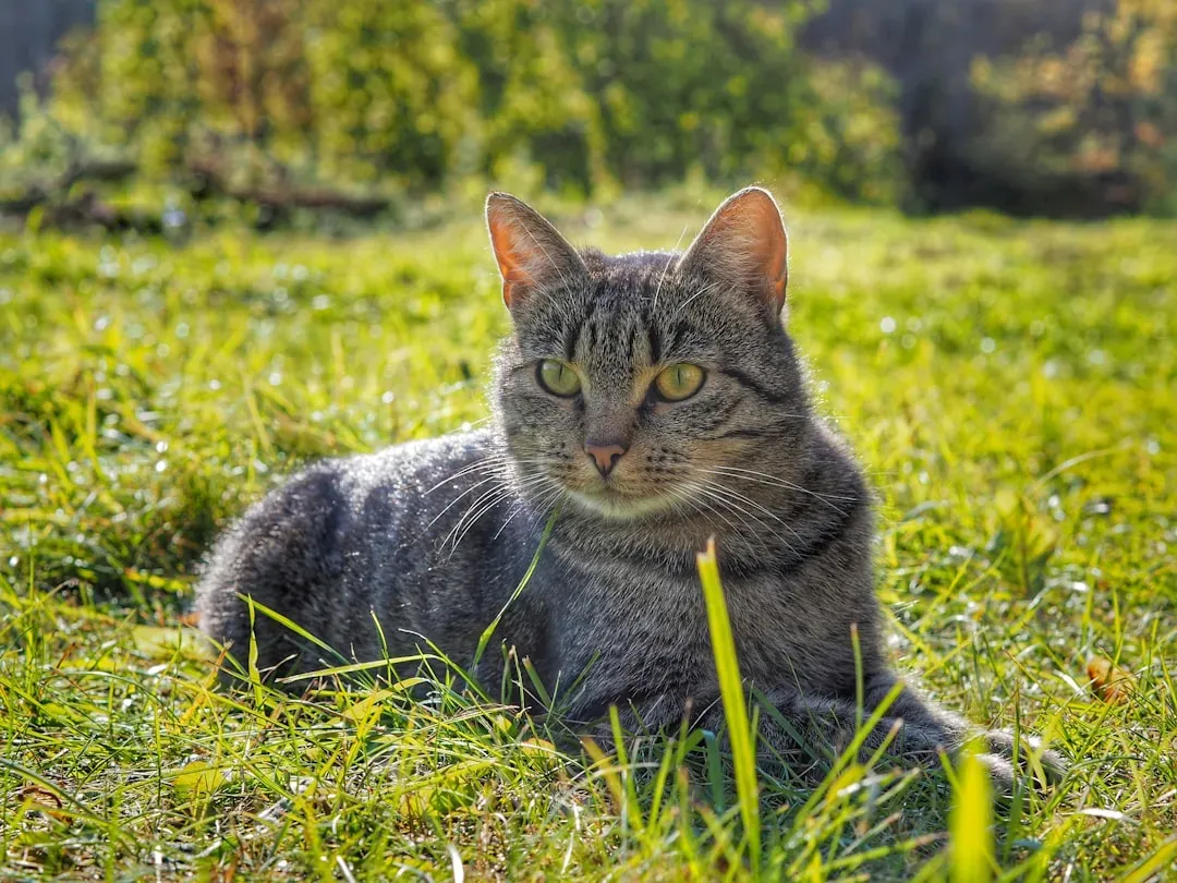 Outdoor Environments and Habitats (Image Credits: Unsplash)