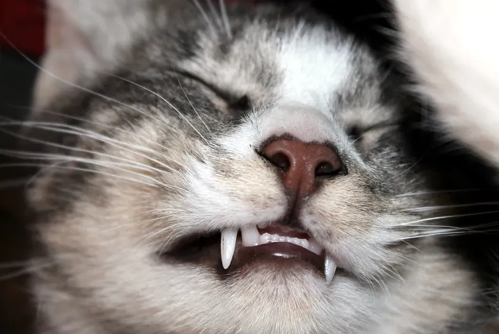 8. Neglecting Your Cat's Dental Health (barbourians, Flickr, CC BY-SA 2.0)