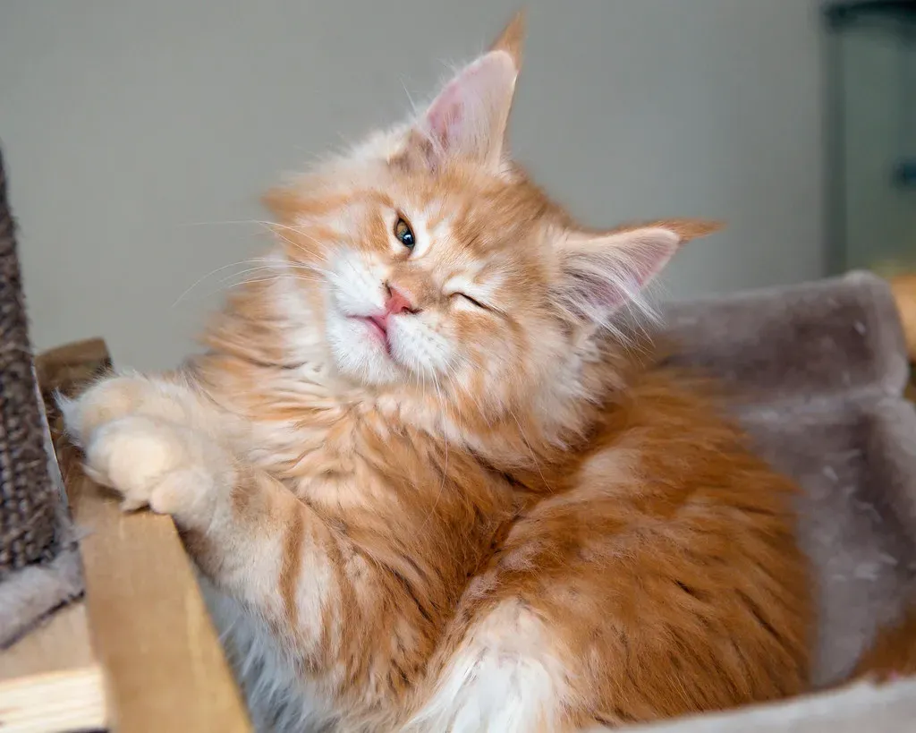 Your Cat Is Telling You They Trust You Completely (Image Credits: Flickr)