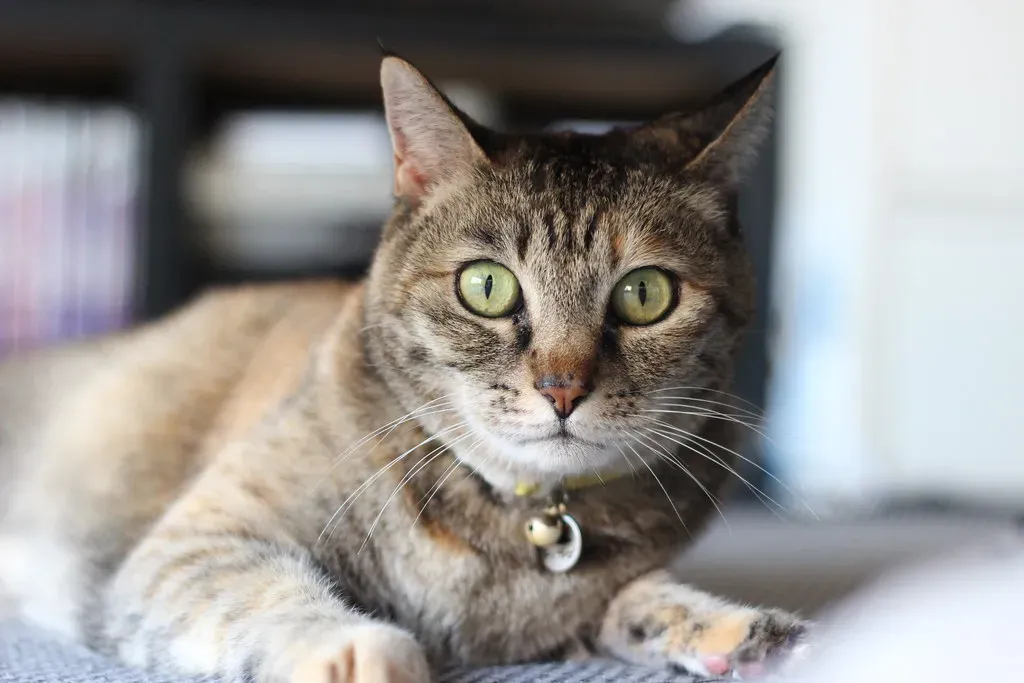 The Righting Reflex That Defies Gravity (Image Credits: Flickr)