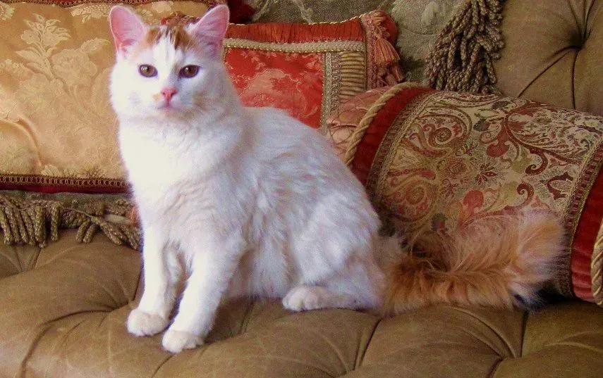 5. The Turkish Van: Athletic, Bonded, and a Little Unpredictable (Daniel^-.-^Wvforge, Flickr, CC BY 2.0)