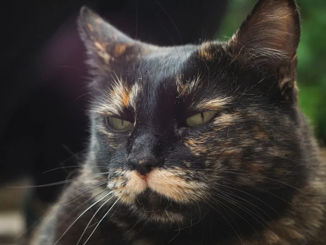 When Staring Signals a Medical Concern Worth Checking (Image Credits: Unsplash)