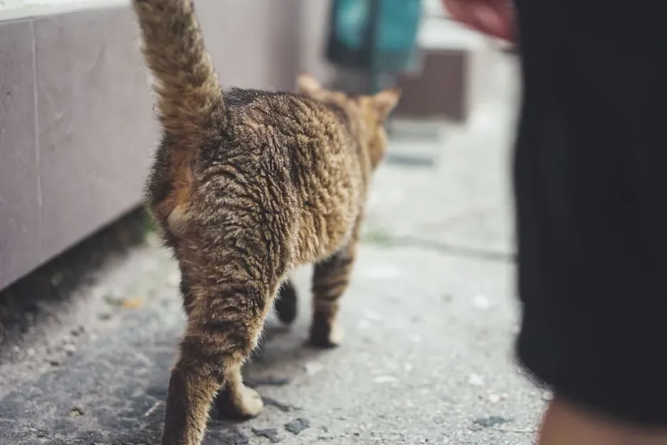 #4 Scent Marking and Familiar Territory Reinforcement (Image Credits: Pexels)