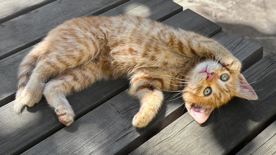 The Attention-Demanding Ocicat (Image Credits: Unsplash)