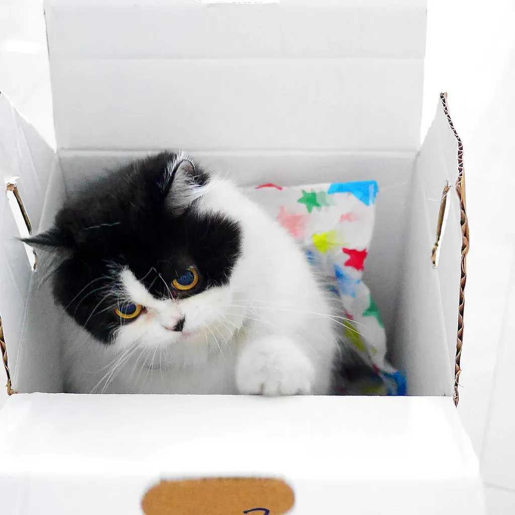 The Curiosity Factor: Novelty Keeps Cats Engaged (Image Credits: Flickr)