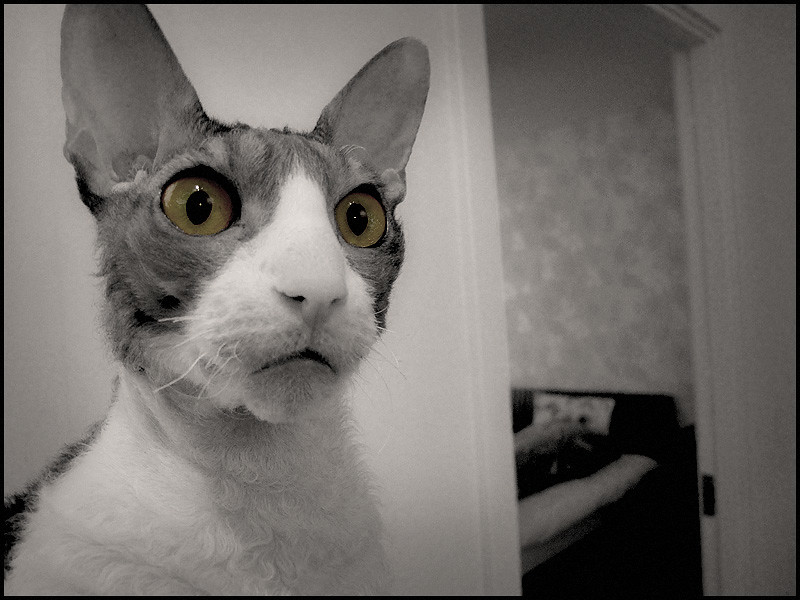 Cornish Rex Cats - The Social Butterflies with Special Needs (Image Credits: Flickr)