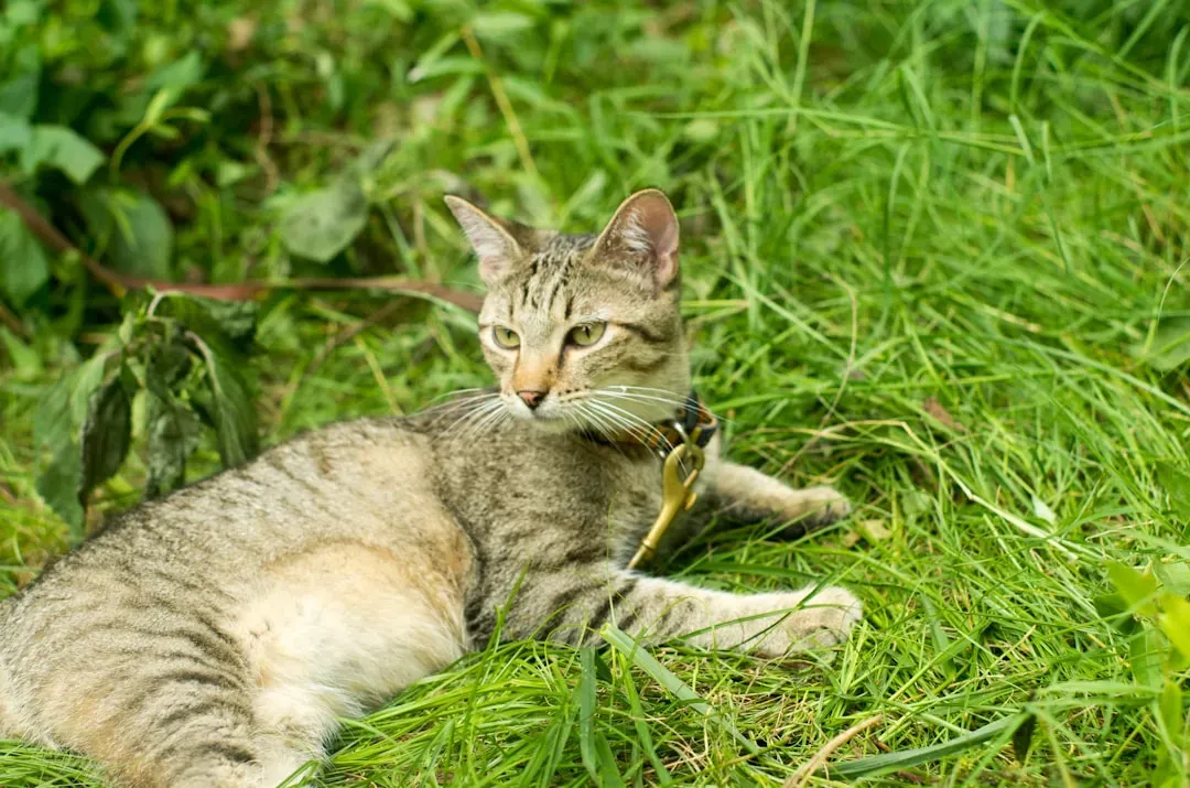 Myth 4: Cats Cannot Be Trained (Image Credits: Unsplash)