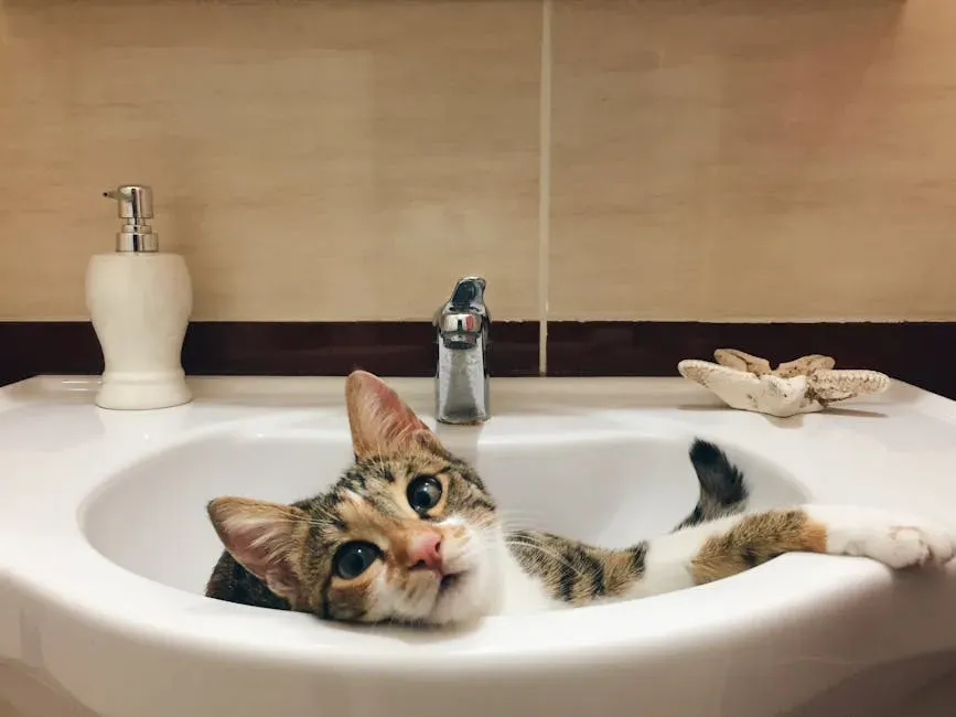 7. Bathroom Sinks: Cool, Curved, and Perfectly Cat-Sized (Image Credits: Pexels)