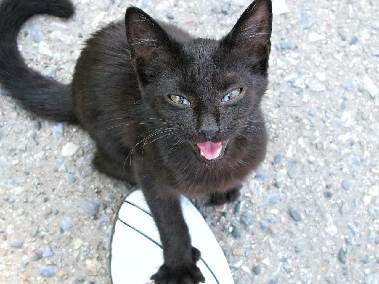#6 Constant Meowing Can Be Both Personality and Strategy (Image Credits: Pixabay)