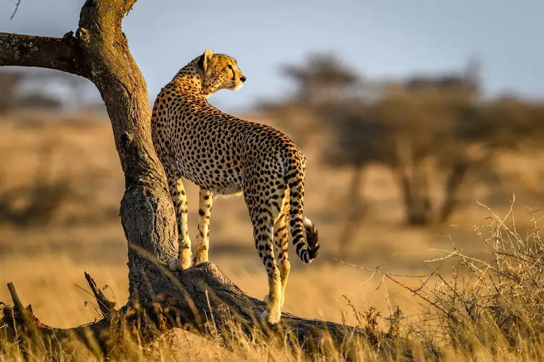 #4 Its fur increases drag in a way that engineers have tried to copy (Image Credits: Unsplash)