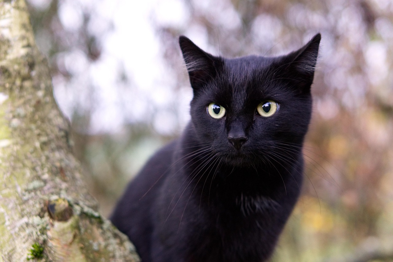 Bombay Cats - The Attention-Demanding Panthers (Image Credits: Pixabay)